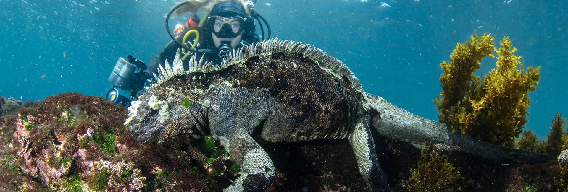 Buzo observando una iguana