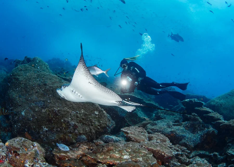 Buzo fotografiando una mantarraya