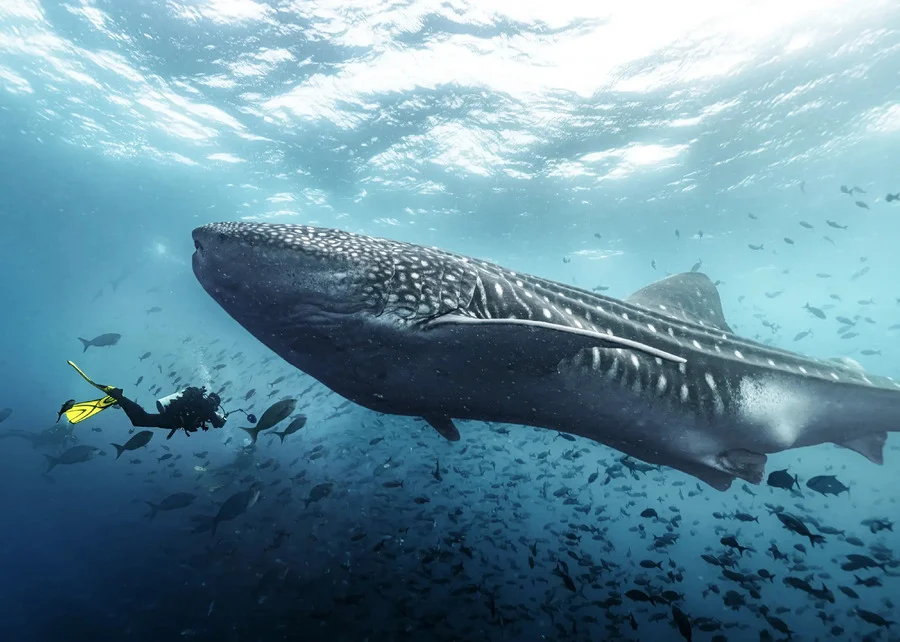 Buzo nadando junto a un tiburón ballena