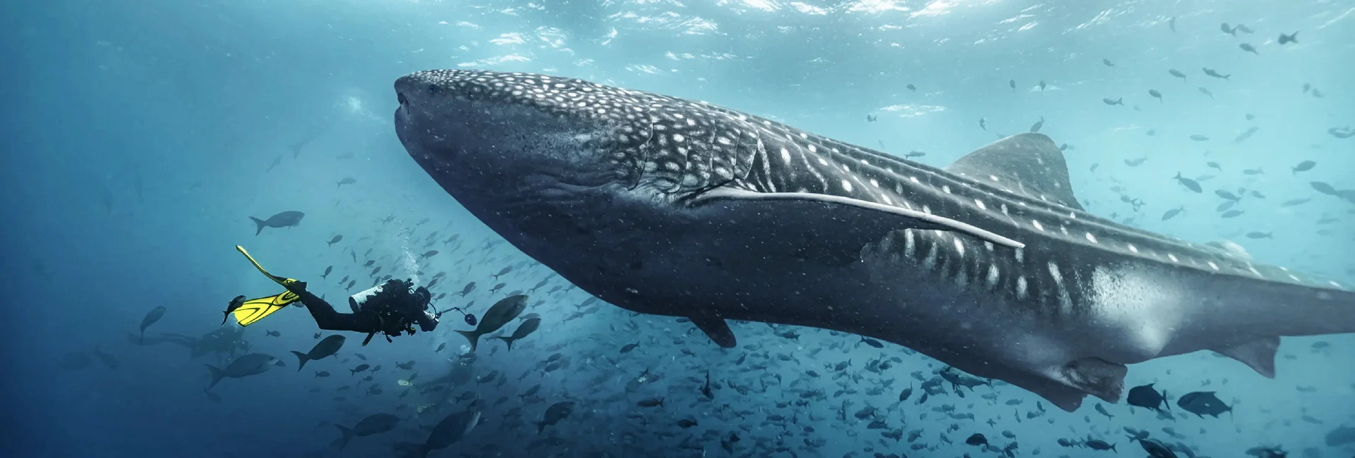 Buzo nadando junto a un tiburón ballena